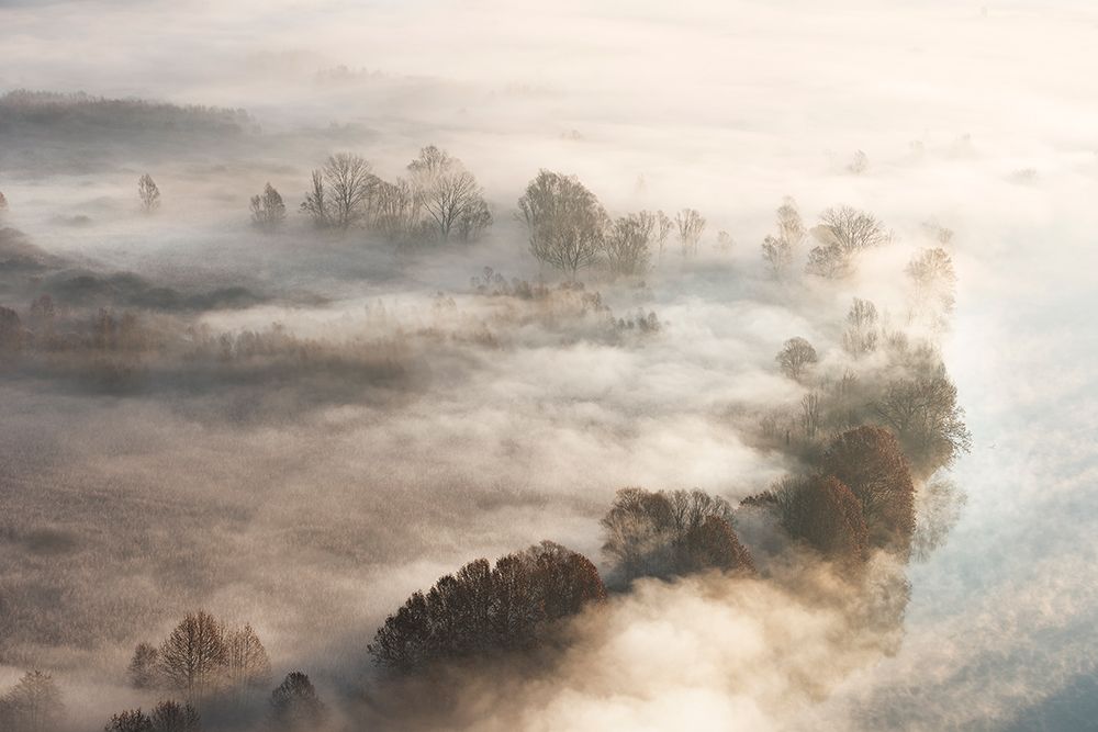 Trees In The Fog art print by Marco Galimberti for $57.95 CAD