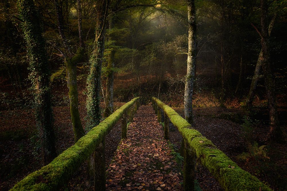 The Way To The Forest art print by Chencho Mendoza for $57.95 CAD