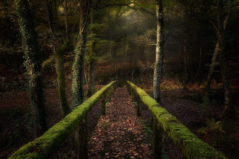 The Way To The Forest art print by Chencho Mendoza for $57.95 CAD