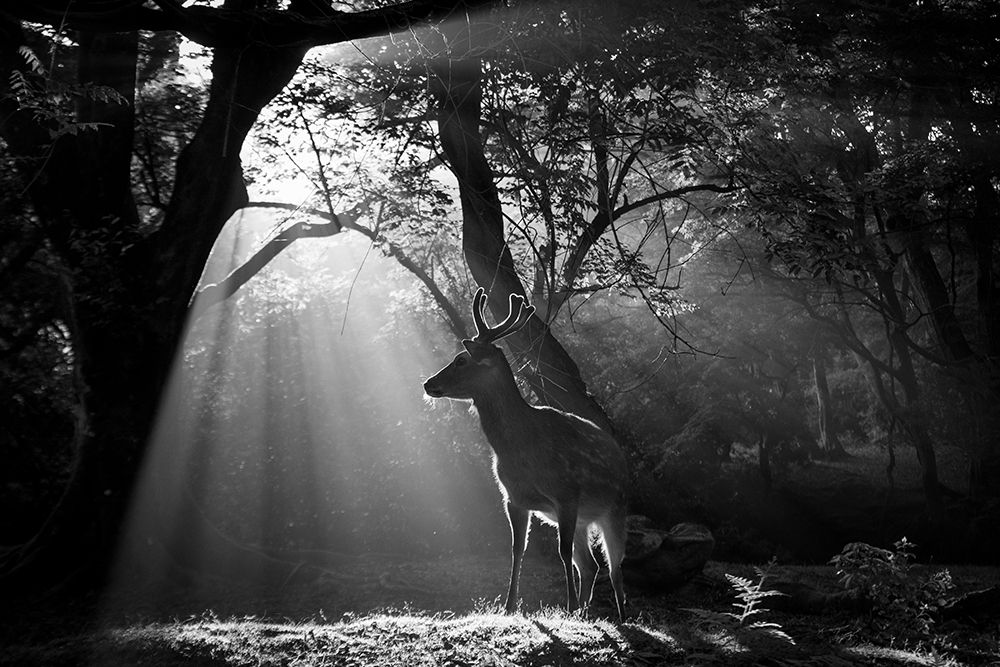 Light and Deer art print by Yoshinori Matsui for $57.95 CAD