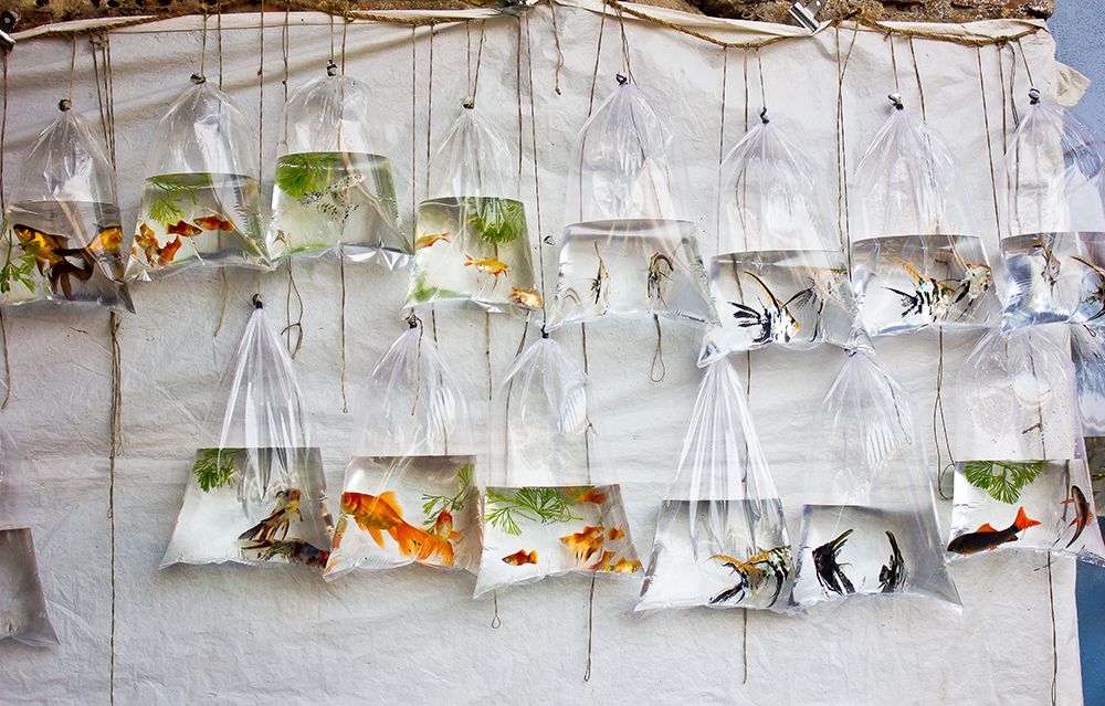 The Wall Of Fish art print by Monojit Mondal for $57.95 CAD