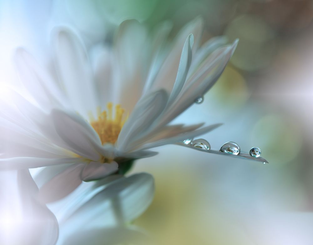 Light Touch... art print by Juliana Nan for $57.95 CAD
