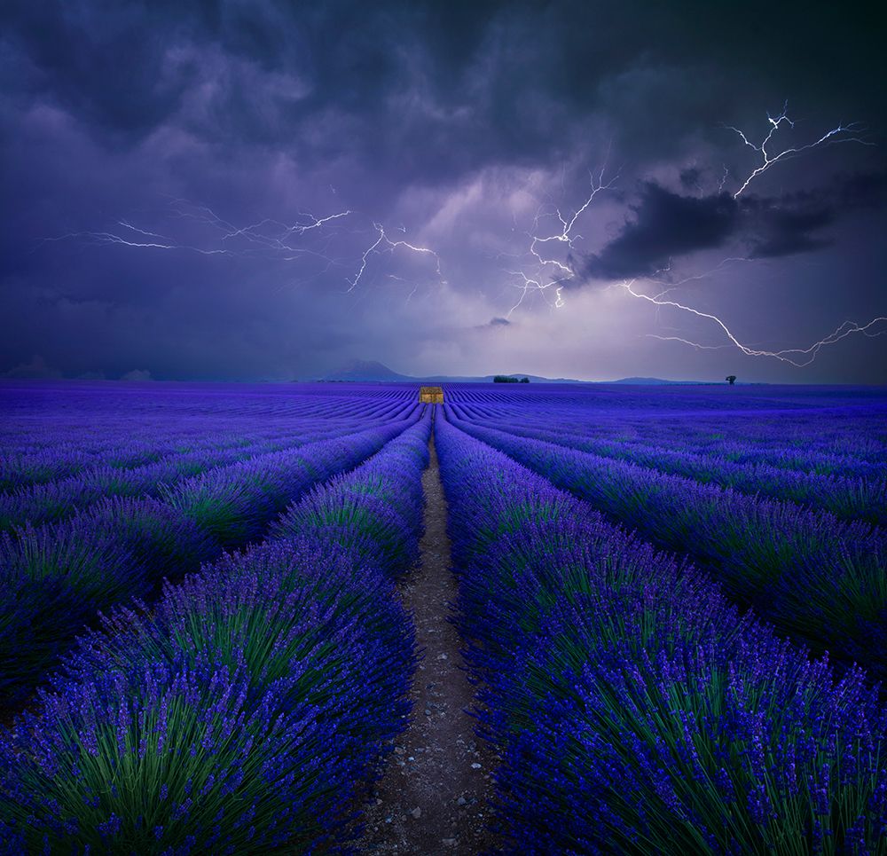 Wetter Im Lavendelfeld art print by Nicolas Schumacher for $57.95 CAD