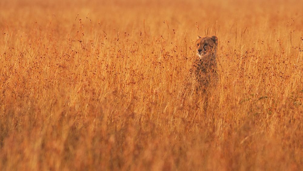 Golden Boy art print by Mohammed Alnaser for $57.95 CAD