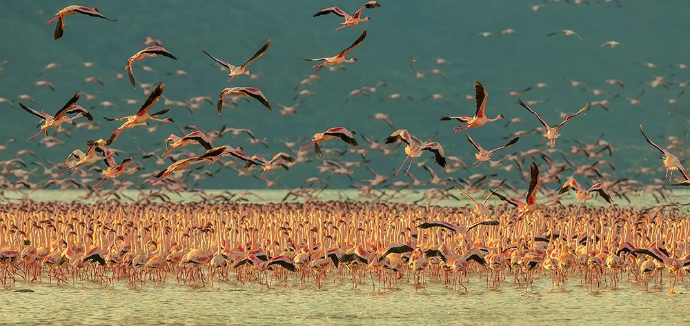 Gathering In Golden Light art print by David Hua for $57.95 CAD