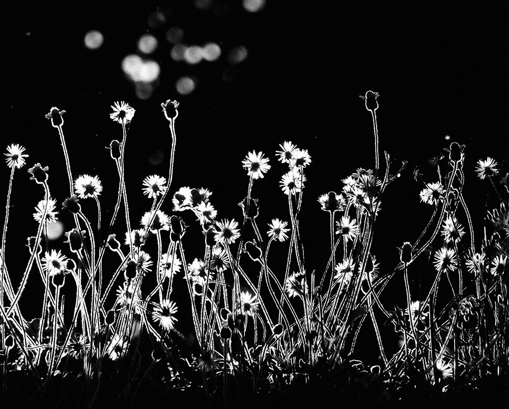 The Little Flowers art print by Kahar Lagaa for $57.95 CAD
