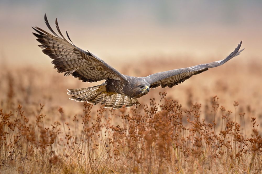Common Buzzard art print by Milan Zygmunt for $57.95 CAD