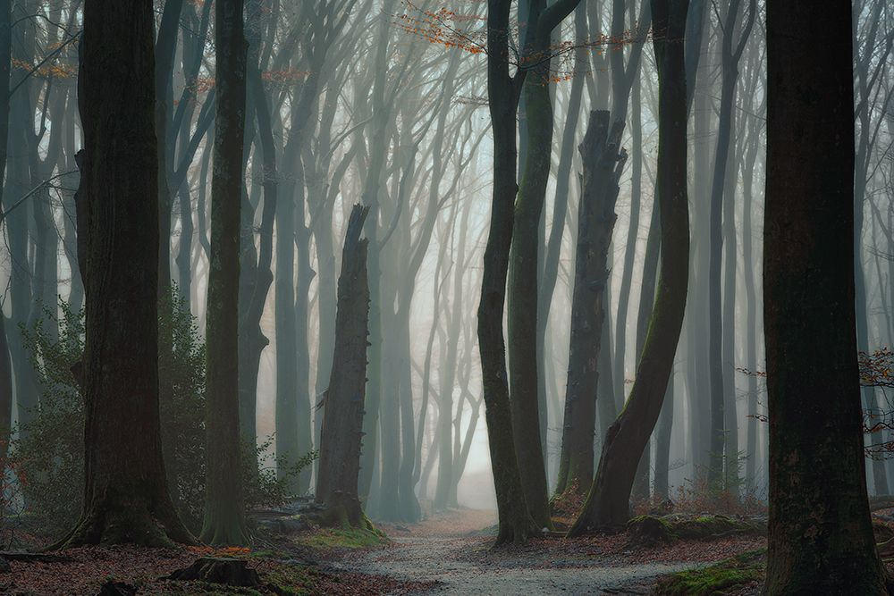 Follow Your Own Way art print by Ellen Borggreve for $57.95 CAD