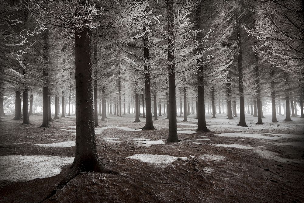The Onset Of Winter art print by Dragisa Petrovic for $57.95 CAD