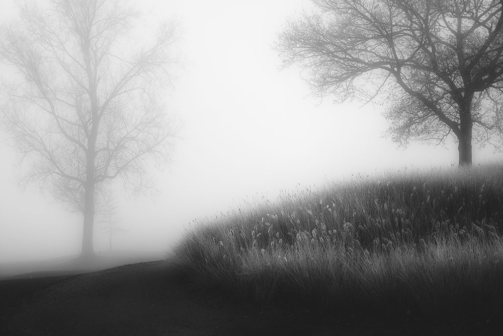 Foggy Morning art print by Marc Huybrighs for $57.95 CAD