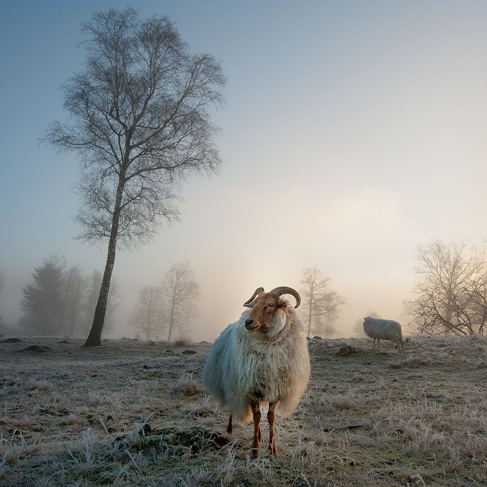 Good morning............ art print by Piet Haaksma for $57.95 CAD