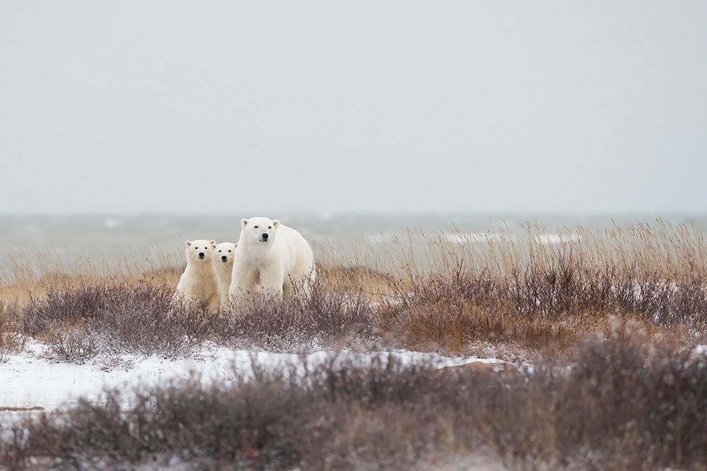 Mother A Cubs At The Seaside art print by Marco Pozzi for $57.95 CAD