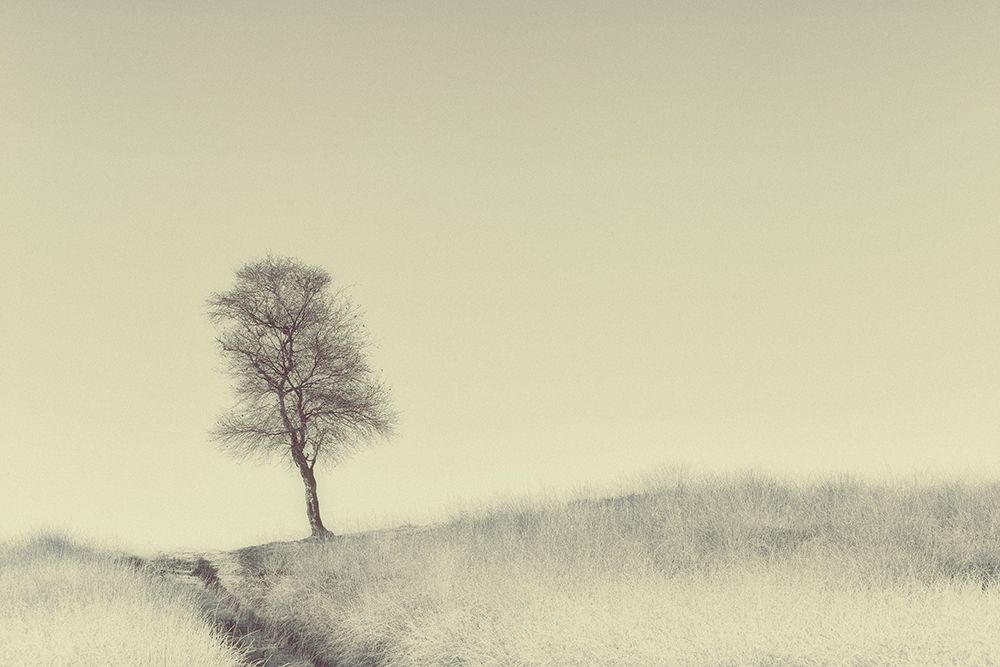 Tree On Top art print by Jaap Van Den for $57.95 CAD