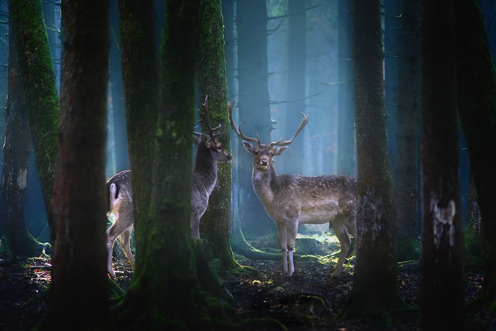 Deers art print by Patrick Aurednik for $57.95 CAD