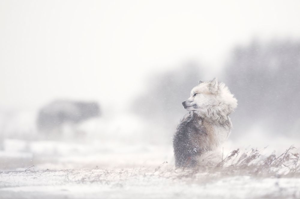 dogs in the storm art print by Marco Pozzi for $57.95 CAD
