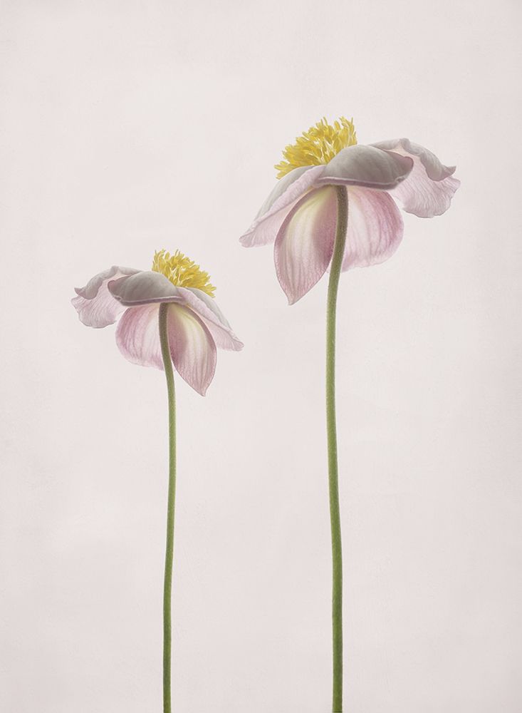 A Summer Memory art print by Lotte Gronkjar for $57.95 CAD