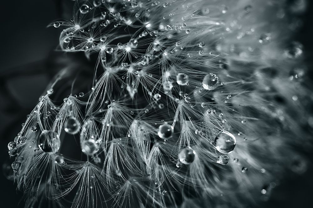 Blowball art print by Patrick Aurednik for $57.95 CAD