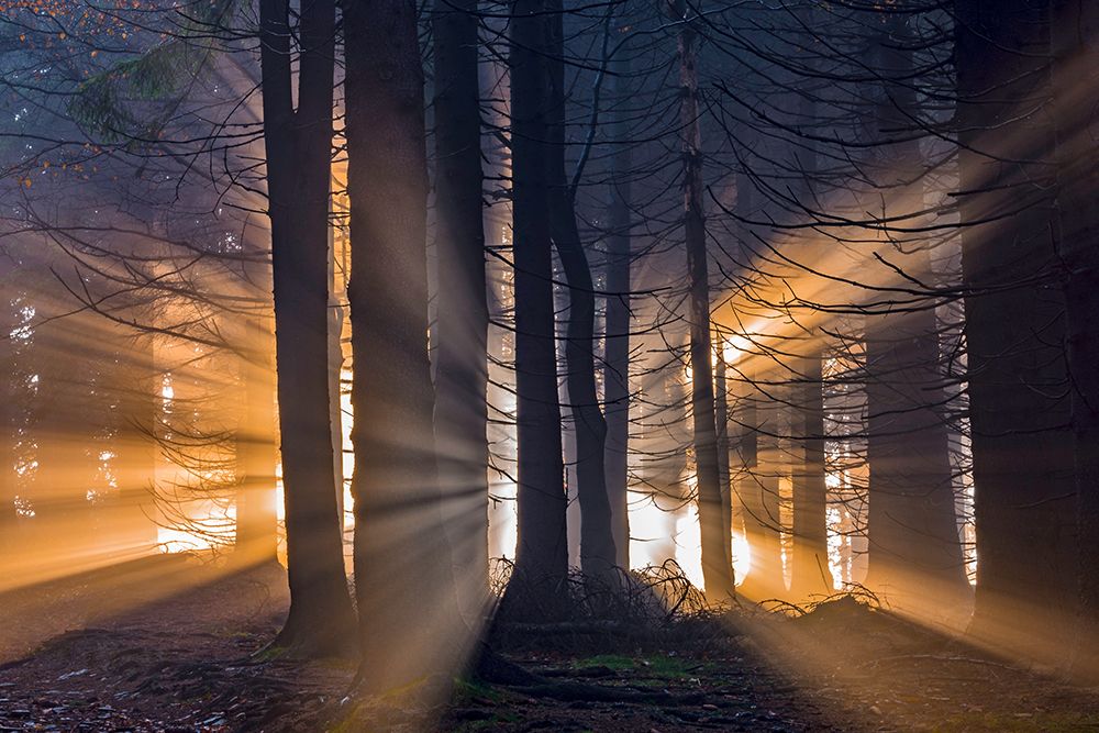 Forest art print by Tom Pavlasek for $57.95 CAD