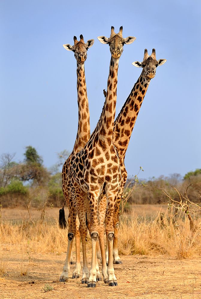 Three Headed Giraffe art print by Xavier Ortega for $57.95 CAD