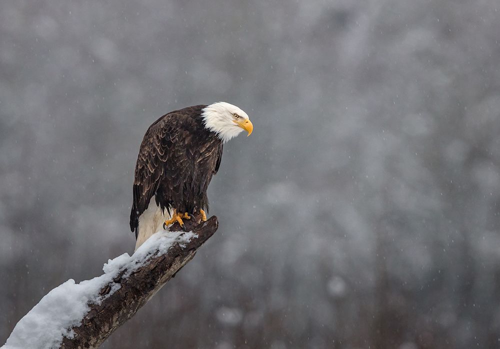 Snow On The Skagit art print by Greg Barsh for $57.95 CAD