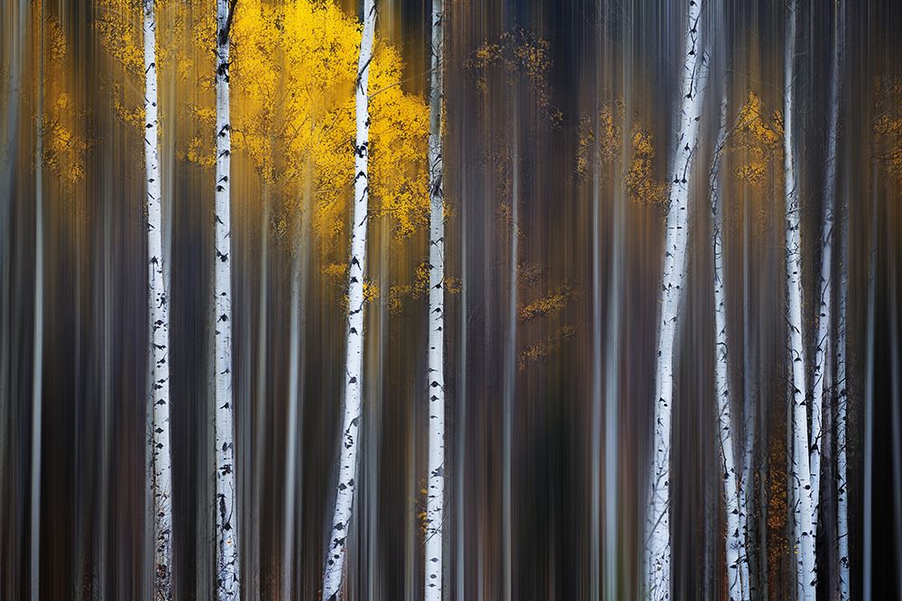 Curtain Of Fall art print by Andy Hu for $57.95 CAD