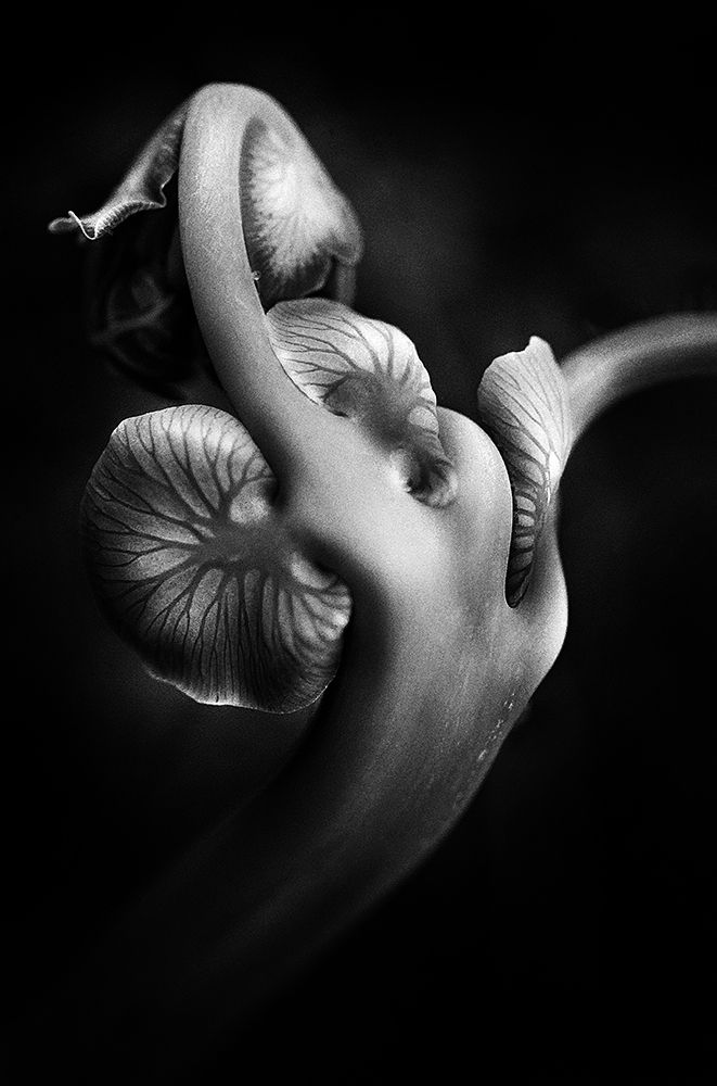 ..... Abw048 ..... art print by Johanes Januar for $57.95 CAD