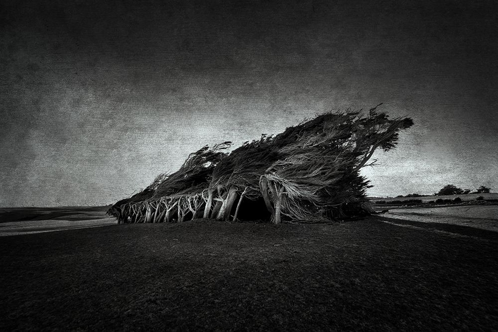 Wind blown art print by Graeme for $57.95 CAD