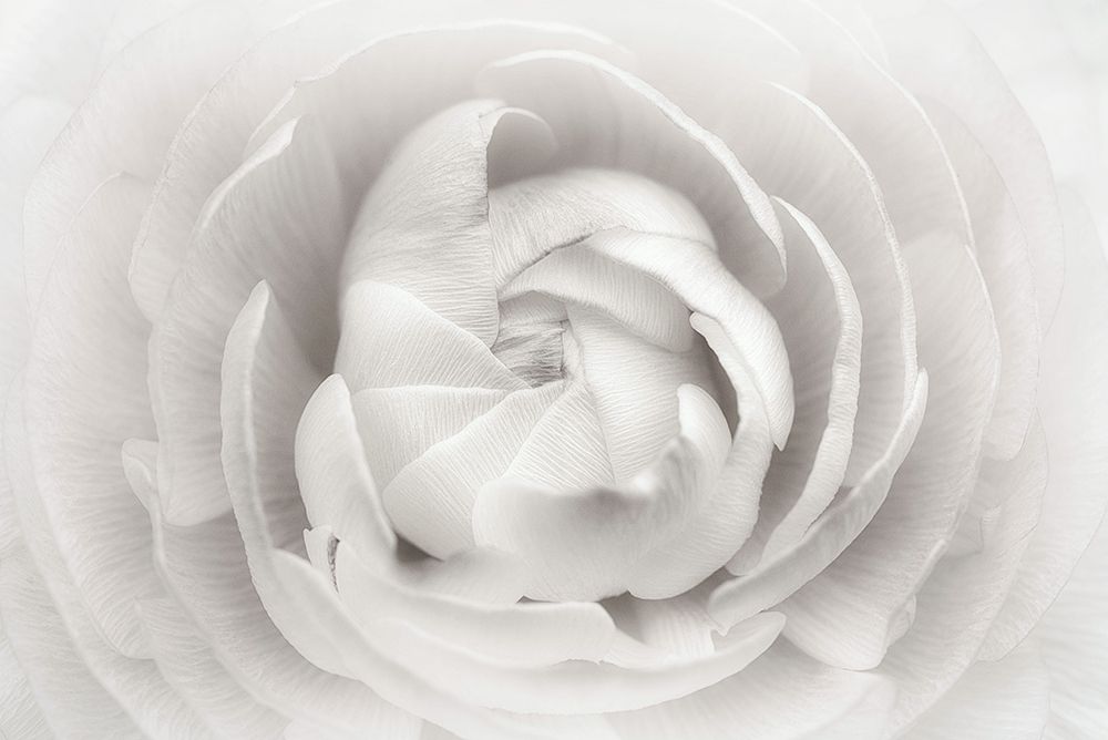 Ranunculus art print by Lotte Gronkjar for $57.95 CAD