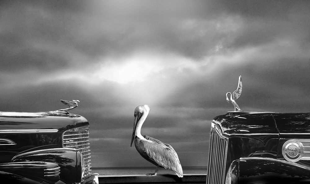 Comtemplating The Pelican art print by Larry Butterworth for $57.95 CAD