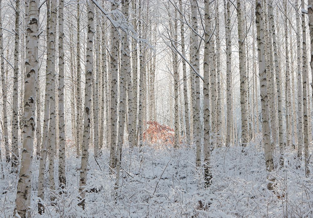 White art print by Han Dong Hee for $57.95 CAD