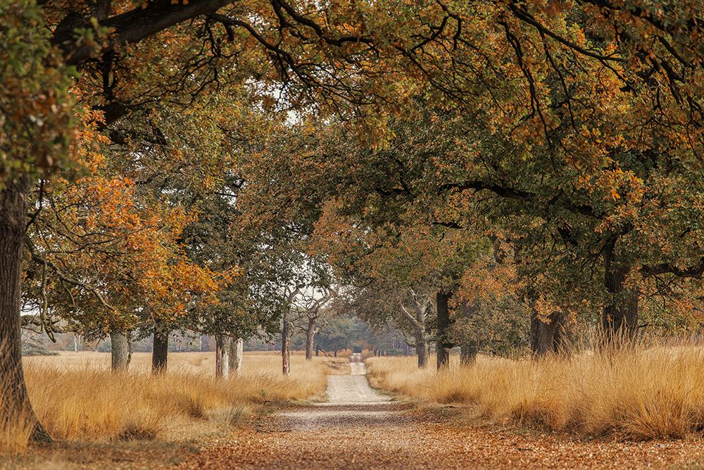 Lane art print by Jaap Van Den for $57.95 CAD