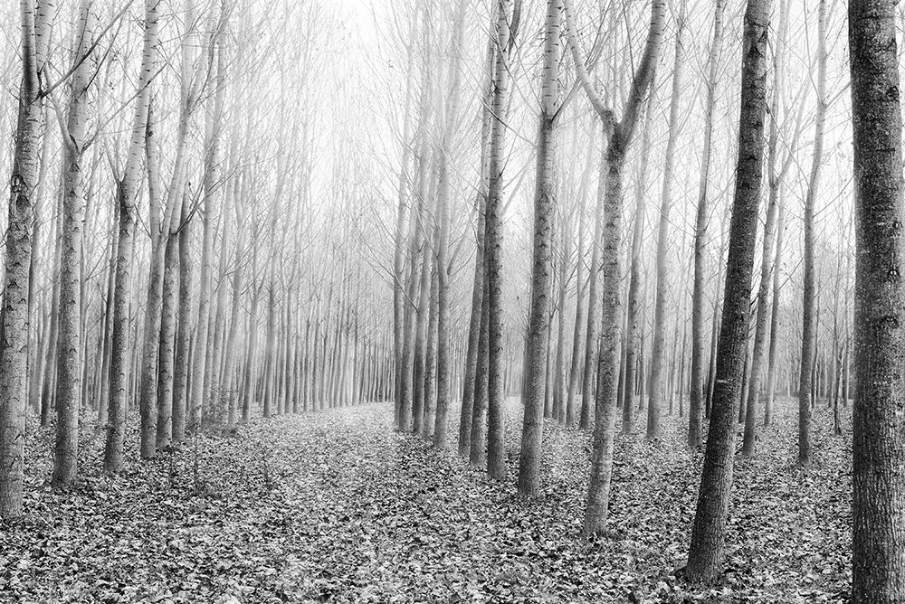 The Shape of Trees 03 art print by George Digalakis for $57.95 CAD
