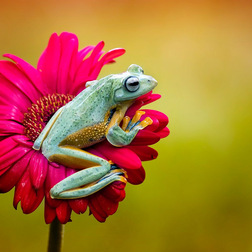 Pretty Frog art print by Fauzan Maududdin for $57.95 CAD