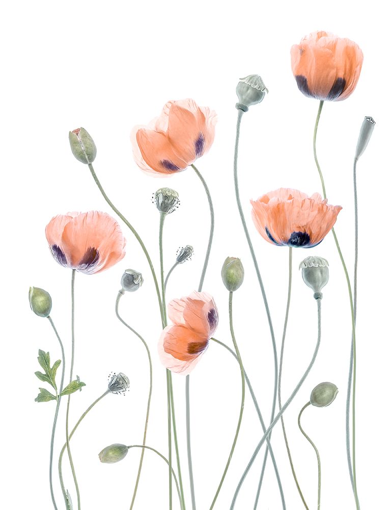 Poppies art print by Mandy Disher for $57.95 CAD