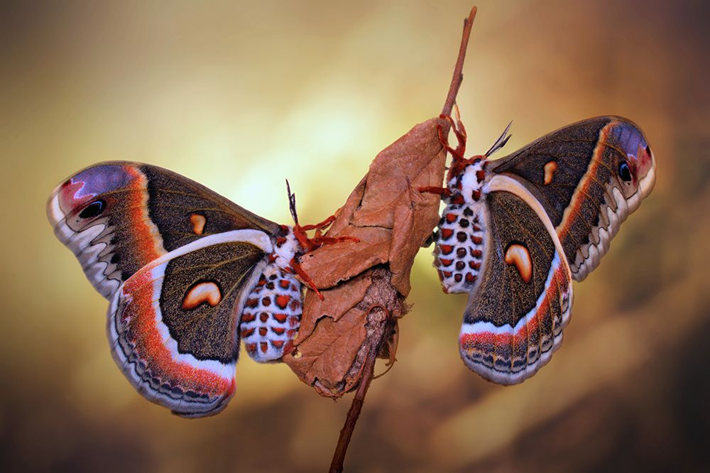 Robin moths art print by Jimmy Hoffman for $57.95 CAD