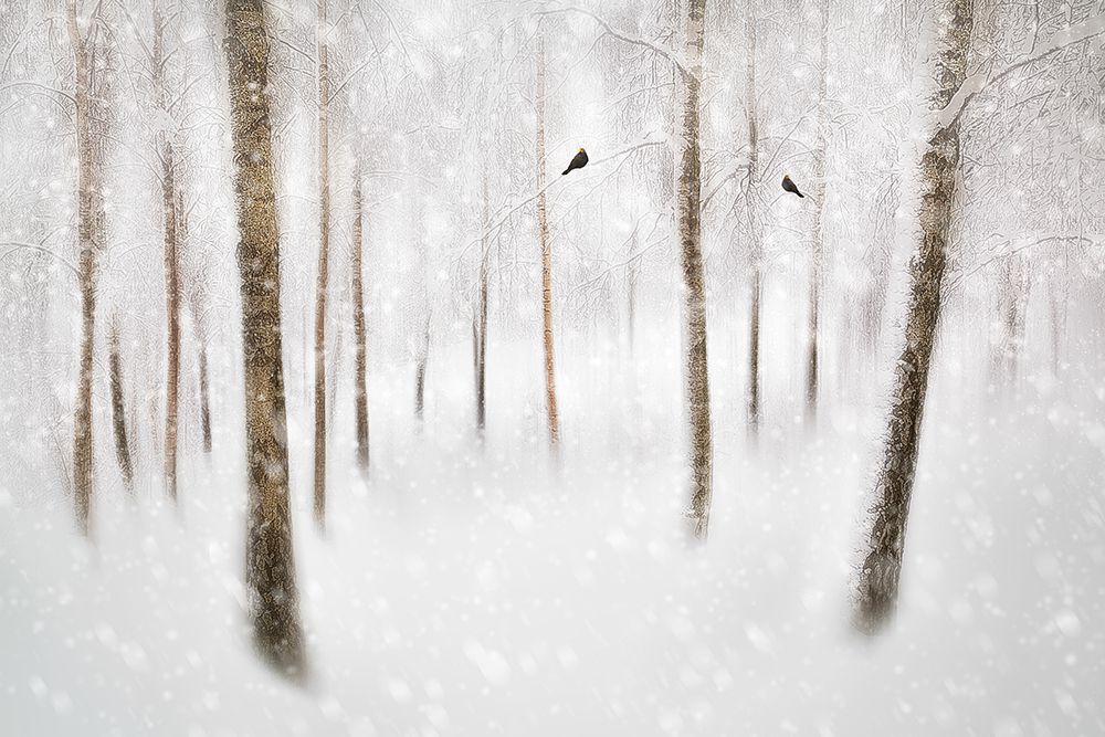 Winter Birches art print by Gustav Davidsson for $57.95 CAD