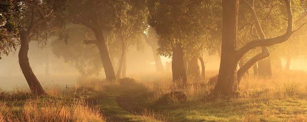 Morning Mist art print by Garth Smith for $57.95 CAD