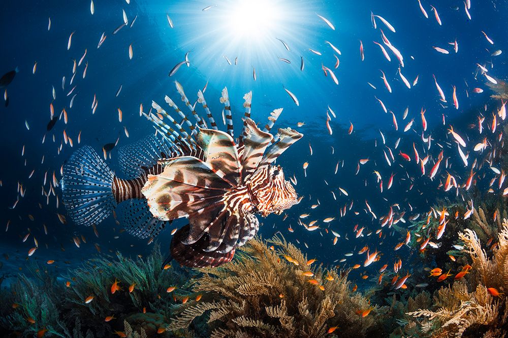 Lionfish art print by Barathieu Gabriel for $57.95 CAD
