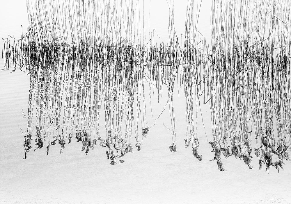 reed art print by Pia Mihailowitsch for $57.95 CAD