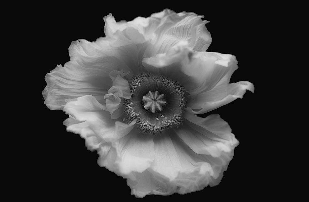 Poppy In Mono art print by Lotte Gronkjar for $57.95 CAD