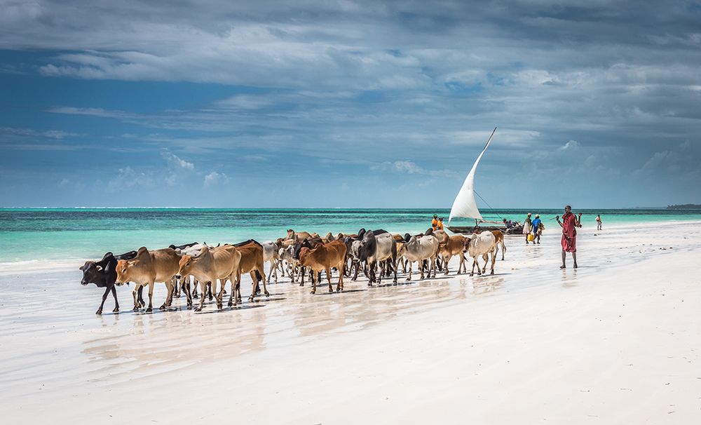 Masai cattle on Zanzibar beach art print by Jeffrey C. Sink for $57.95 CAD