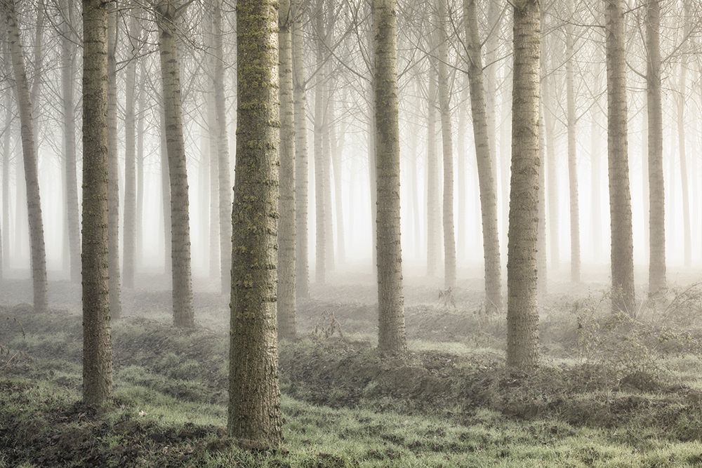 Small Woodland art print by Fiorenzo Carozzi for $57.95 CAD