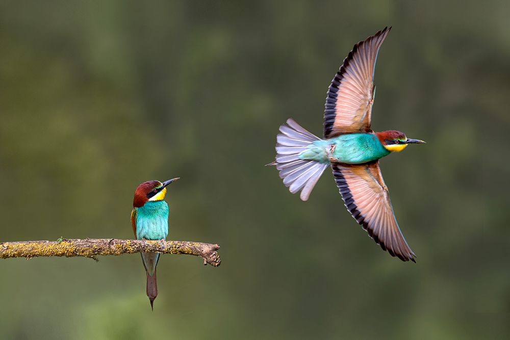 Bee-eater going for food art print by Xavier Ortega for $57.95 CAD