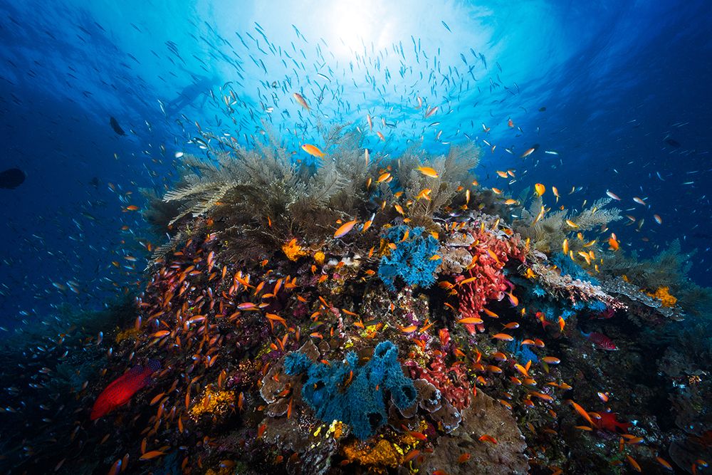 Apnea art print by Barathieu Gabriel for $57.95 CAD