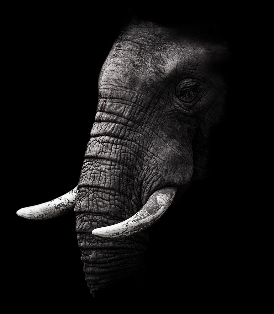 Portrait art print by Wildphotoart for $57.95 CAD