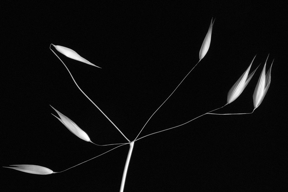 Light And Simplicity art print by Olavo Azevedo for $57.95 CAD