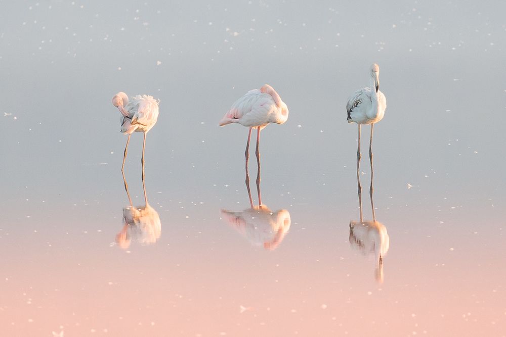 Three Flamingos ... art print by Natalia Rublina for $57.95 CAD