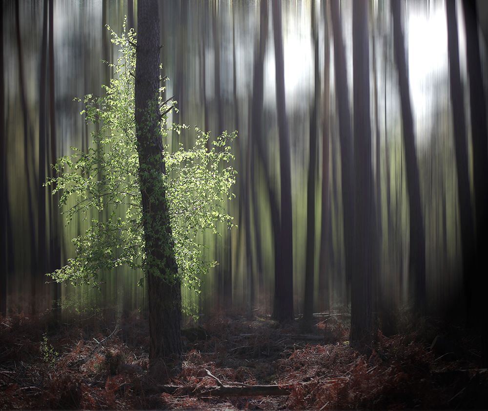 Spring Forest art print by Anna Cseresnjes for $57.95 CAD