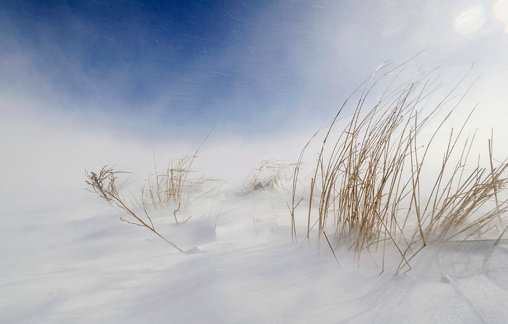 Sunny Snowstorm art print by Carlo Tonti for $57.95 CAD