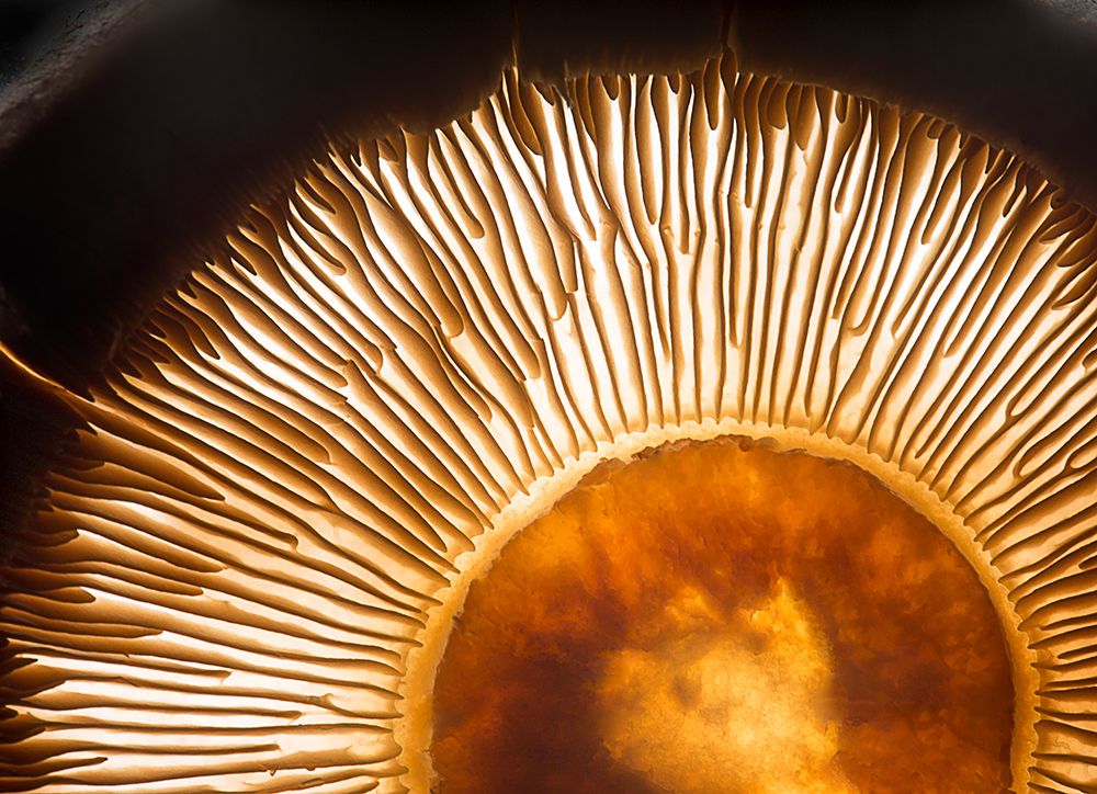Portobello Mushroom art print by Wieteke De Kogel for $57.95 CAD